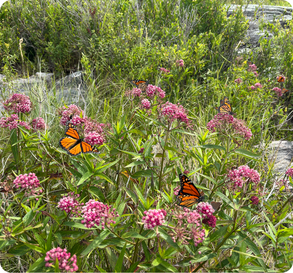 Monarch butterflies on pink flowers.
