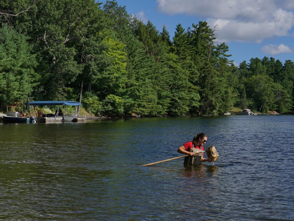 Woman in waders in a lake with a net