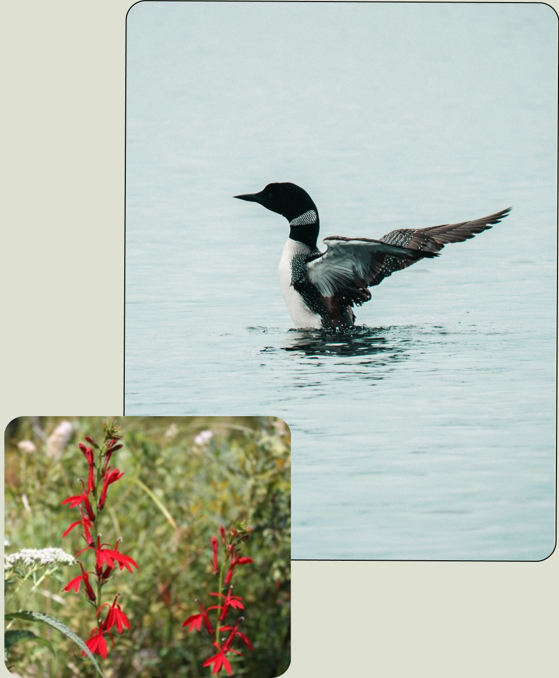 Loon taking flight from water in the background and a cardinal flower in the foreground
