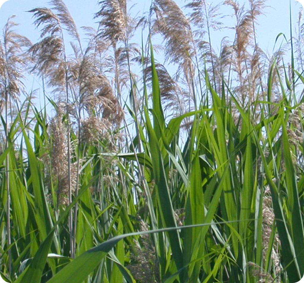Phragmites with blue sky in the background.