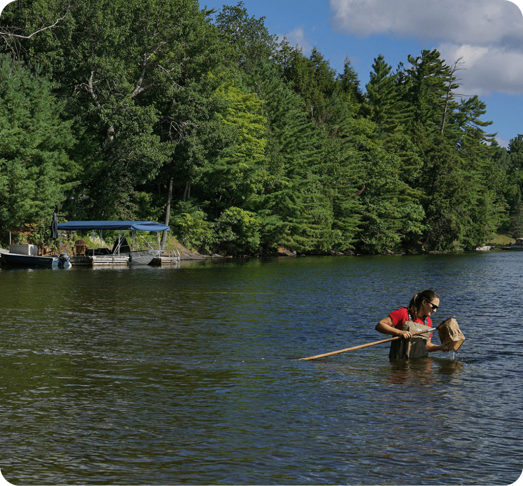 Woman in waders in a lake with a net.